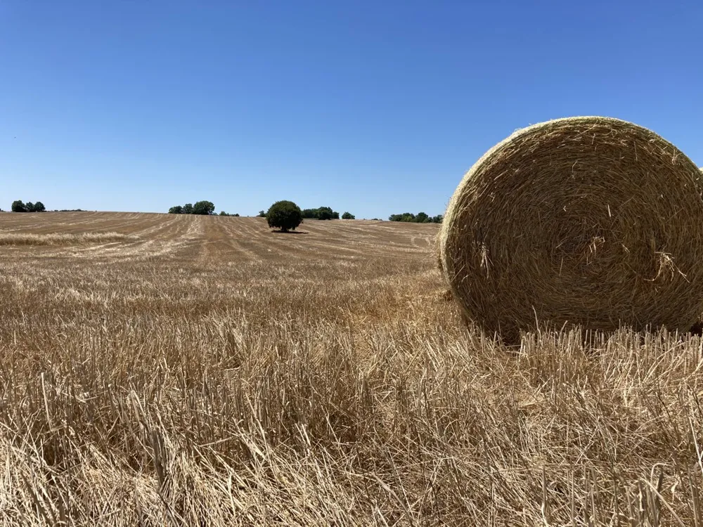 Straw bale in a harvested Quercy field