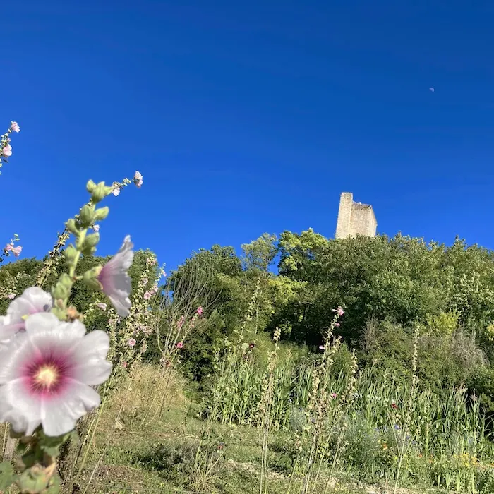 Montcuq tower and mallow in bloom